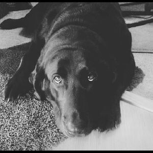 Meet your Posher, Leneasa